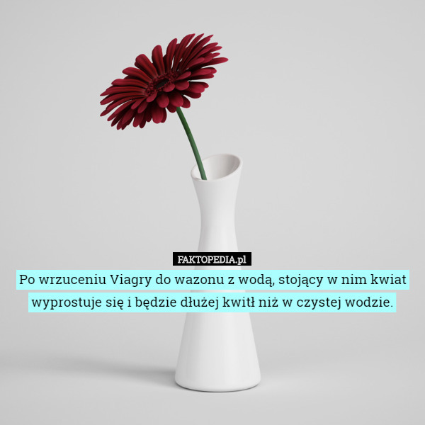 Po wrzuceniu Viagry do wazonu z wodą, stojący w nim kwiat wyprostuje się i będzie dłużej kwitł niż w czystej wodzie. 