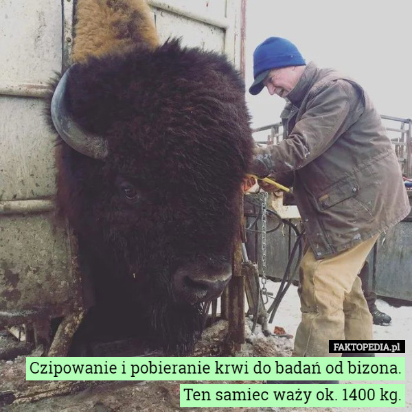 Czipowanie i pobieranie krwi do badań od bizona.
 Ten samiec waży ok. 1400 kg. 