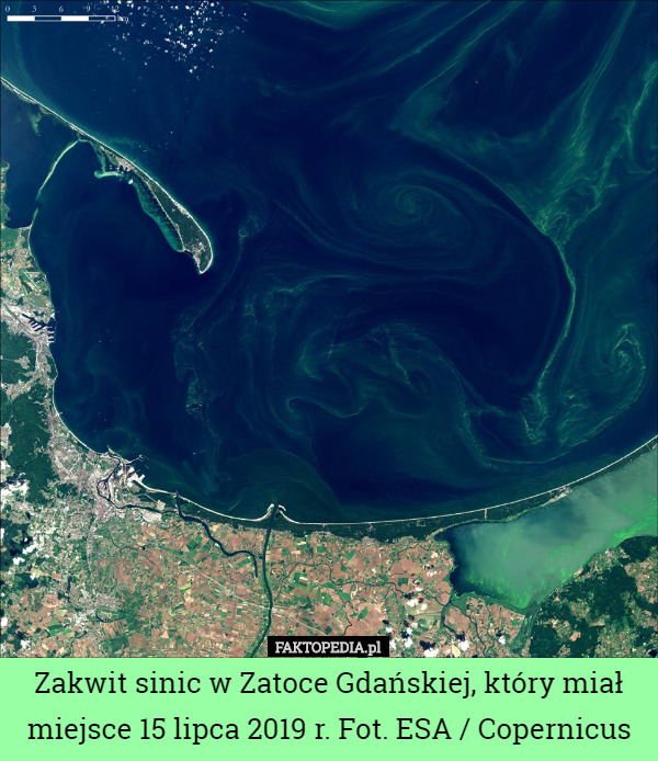 Zakwit sinic w Zatoce Gdańskiej, który miał miejsce 15 lipca 2019 r. Fot. ESA / Copernicus 