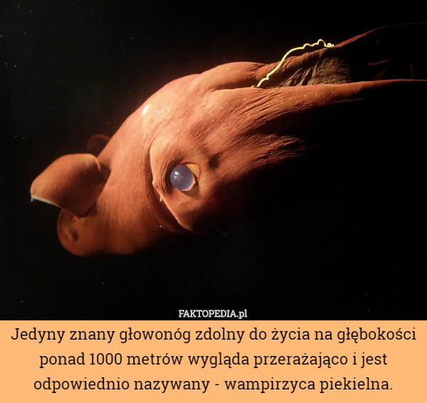 Jedyny znany głowonóg zdolny do życia na głębokości ponad 1000 metrów wygląda przerażająco i jest odpowiednio nazywany - wampirzyca piekielna. 