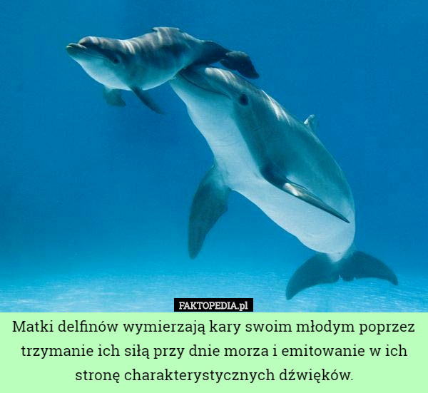 Matki delfinów wymierzają kary swoim młodym poprzez trzymanie ich siłą przy dnie morza i emitowanie w ich stronę charakterystycznych dźwięków. 