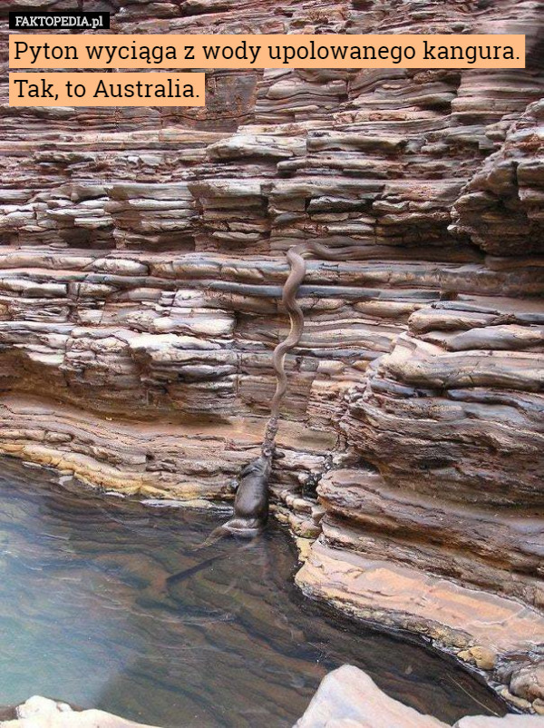Pyton wyciąga z wody upolowanego kangura.
Tak, to Australia. 