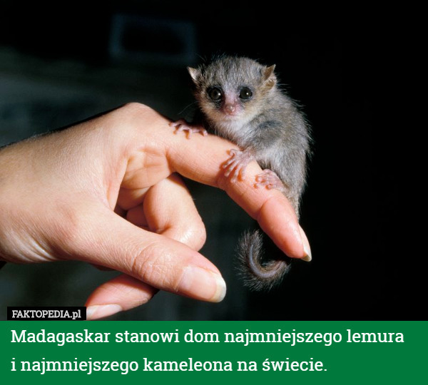 Madagaskar stanowi dom najmniejszego lemura
i najmniejszego kameleona na świecie. 