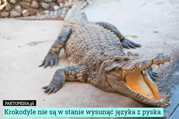 Krokodyle nie są w stanie wysunąć języka z pyska. 