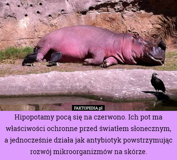 Hipopotamy pocą się na czerwono. Ich pot ma właściwości ochronne przed światłem słonecznym, a jednocześnie działa jak antybiotyk powstrzymując rozwój mikroorganizmów na skórze. 