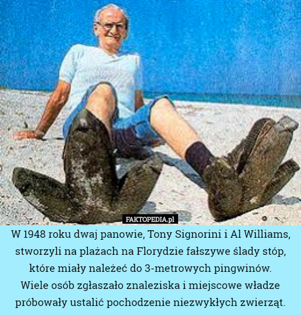 W 1948 roku dwaj panowie, Tony Signorini i Al Williams, stworzyli na plażach na Florydzie fałszywe ślady stóp, które miały należeć do 3-metrowych pingwinów.
 Wiele osób zgłaszało znaleziska i miejscowe władze próbowały ustalić pochodzenie niezwykłych zwierząt. 