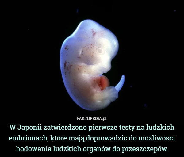 W Japonii zatwierdzono pierwsze testy na ludzkich embrionach, które mają doprowadzić do możliwości hodowania ludzkich organów do przeszczepów. 