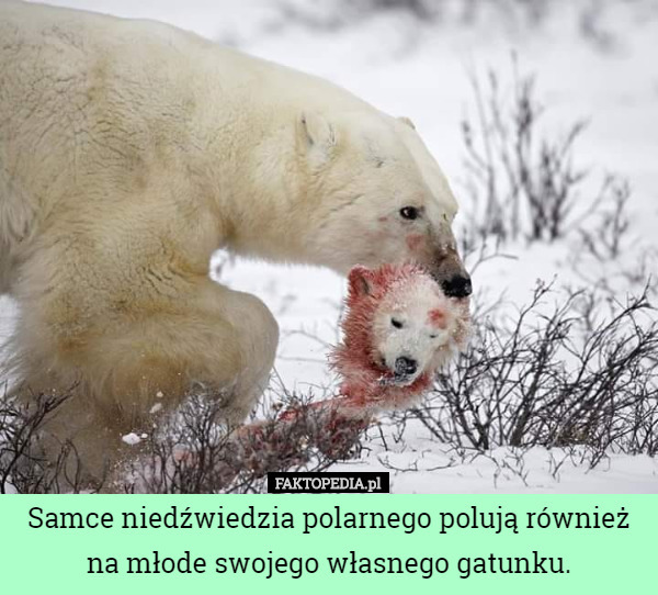 Samce niedźwiedzia polarnego polują również na młode swojego własnego gatunku. 