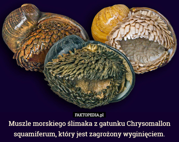 Muszle morskiego ślimaka z gatunku Chrysomallon squamiferum, który jest zagrożony wyginięciem. 