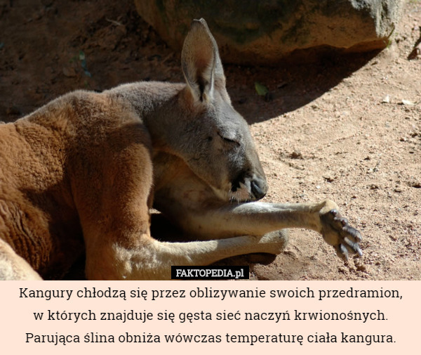 Kangury chłodzą się przez oblizywanie swoich przedramion,
 w których znajduje się gęsta sieć naczyń krwionośnych. Parująca ślina obniża wówczas temperaturę ciała kangura. 