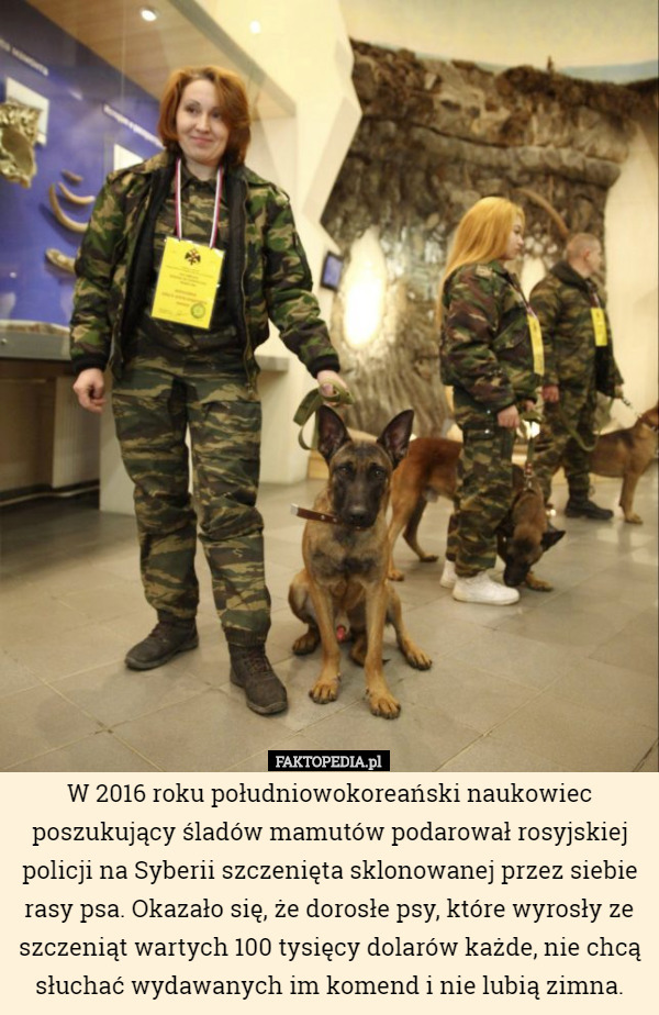 W 2016 roku południowokoreański naukowiec poszukujący śladów mamutów podarował rosyjskiej policji na Syberii szczenięta sklonowanej przez siebie rasy psa. Okazało się, że dorosłe psy, które wyrosły ze szczeniąt wartych 100 tysięcy dolarów każde, nie chcą słuchać wydawanych im komend i nie lubią zimna. 