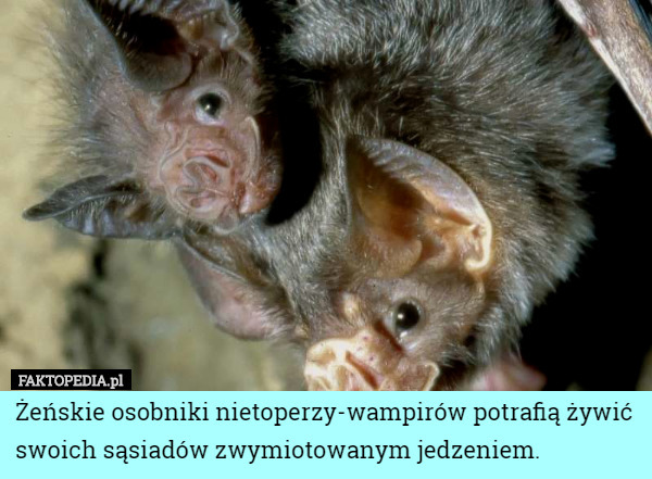 Żeńskie osobniki nietoperzy-wampirów potrafią żywić swoich sąsiadów zwymiotowanym jedzeniem. 