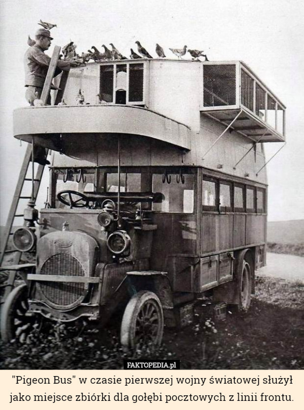 "Pigeon Bus" w czasie pierwszej wojny światowej służył jako miejsce zbiórki dla gołębi pocztowych z linii frontu. 