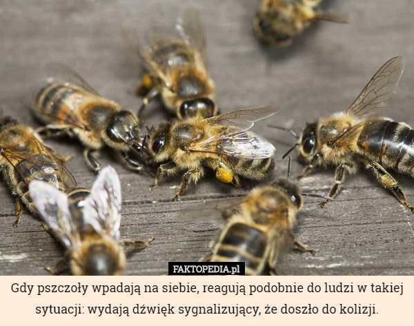 Gdy pszczoły wpadają na siebie, reagują podobnie do ludzi w takiej sytuacji: wydają dźwięk sygnalizujący, że doszło do kolizji. 