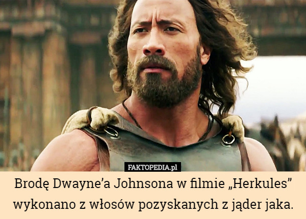 Brodę Dwayne’a Johnsona w filmie „Herkules” wykonano z włosów pozyskanych z jąder jaka. 