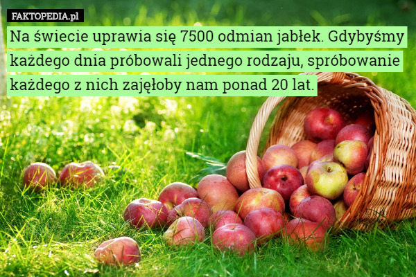 Na świecie uprawia się 7500 odmian jabłek. Gdybyśmy każdego dnia próbowali jednego rodzaju, spróbowanie każdego z nich zajęłoby nam ponad 20 lat. 