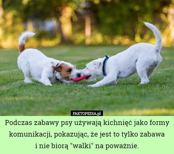 Podczas zabawy psy używają kichnięć jako formy komunikacji, pokazując, że jest to tylko zabawa
 i nie biorą "walki" na poważnie. 