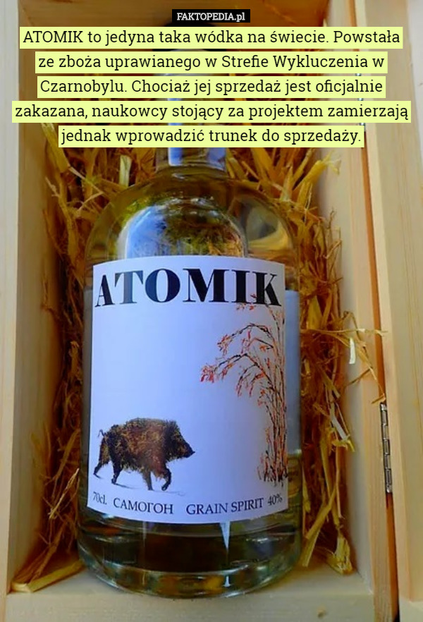ATOMIK to jedyna taka wódka na świecie. Powstała
 ze zboża uprawianego w Strefie Wykluczenia w Czarnobylu. Chociaż jej sprzedaż jest oficjalnie zakazana, naukowcy stojący za projektem zamierzają jednak wprowadzić trunek do sprzedaży. 