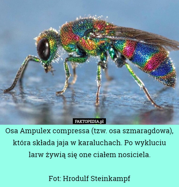 Osa Ampulex compressa (tzw. osa szmaragdowa), która składa jaja w karaluchach. Po wykluciu larw żywią się one ciałem nosiciela.

Fot: Hrodulf Steinkampf 
