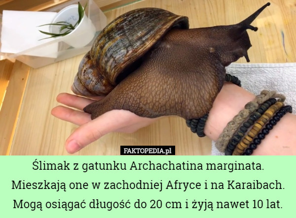 Ślimak z gatunku Archachatina marginata. Mieszkają one w zachodniej Afryce i na Karaibach. Mogą osiągać długość do 20 cm i żyją nawet 10 lat. 