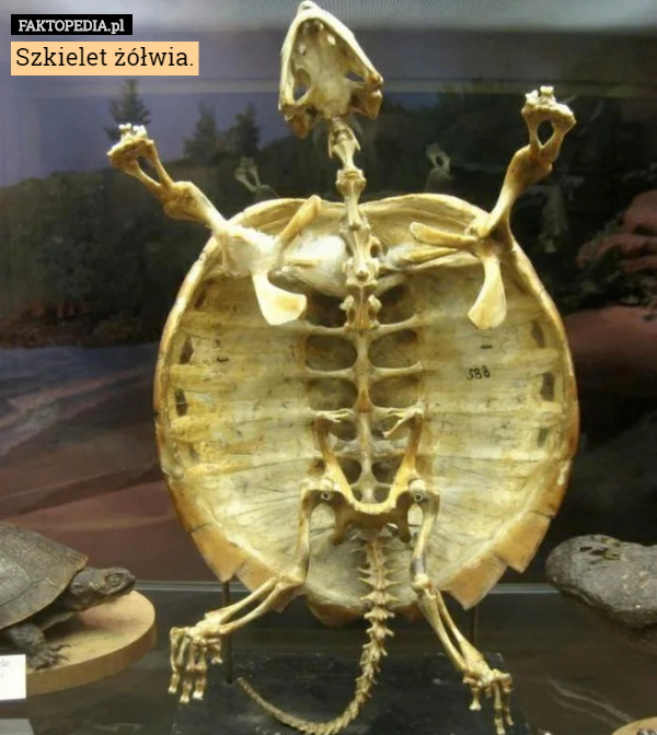 Szkielet żółwia. 