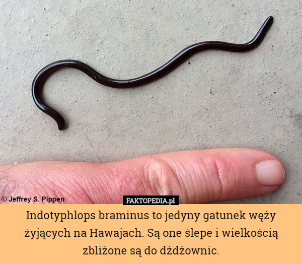 Indotyphlops braminus to jedyny gatunek węży żyjących na Hawajach. Są one ślepe i wielkością zbliżone są do dżdżownic. 