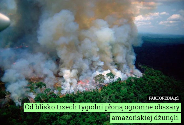 Od blisko trzech tygodni płoną ogromne obszary amazońskiej dżungli. 