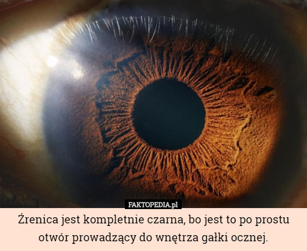Źrenica jest kompletnie czarna, bo jest to po prostu otwór prowadzący do wnętrza gałki ocznej. 