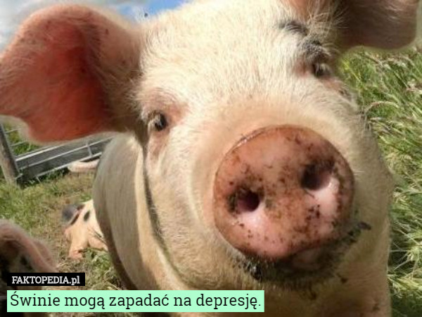 Świnie mogą zapadać na depresję. 