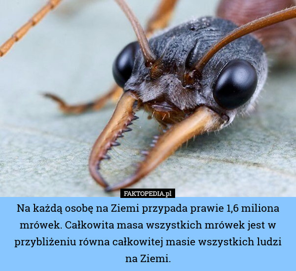 Na każdą osobę na Ziemi przypada prawie 1,6 miliona mrówek. Całkowita masa wszystkich mrówek jest w przybliżeniu równa całkowitej masie wszystkich ludzi na Ziemi. 
