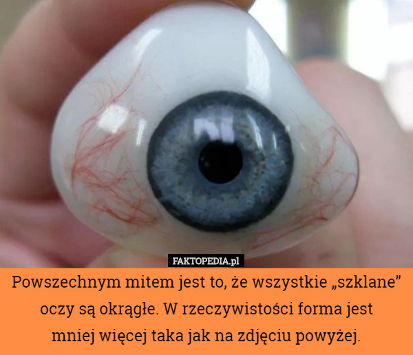 Powszechnym mitem jest to, że wszystkie „szklane” oczy są okrągłe. W rzeczywistości forma jest
 mniej więcej taka jak na zdjęciu powyżej. 