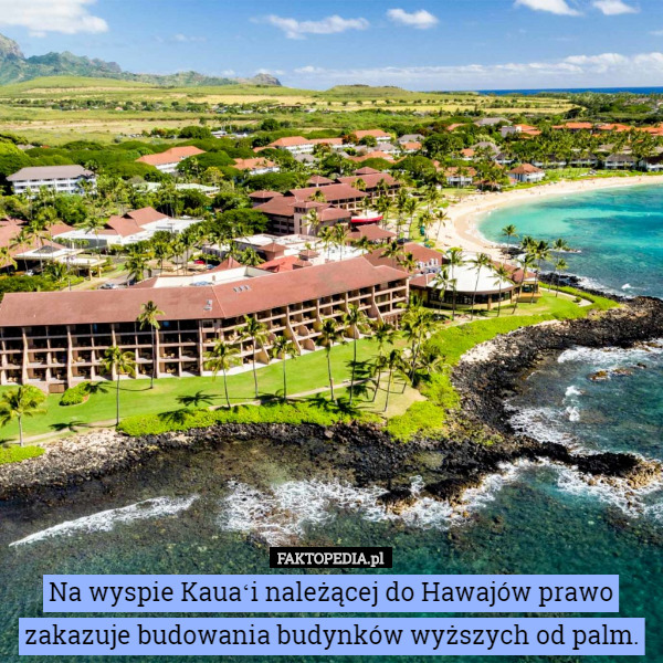 Na wyspie Kauaʻi należącej do Hawajów prawo zakazuje budowania budynków wyższych od palm. 