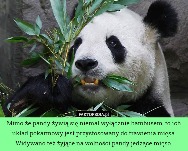 Mimo że pandy żywią się niemal wyłącznie bambusem, to ich układ pokarmowy jest przystosowany do trawienia mięsa. Widywano też żyjące na wolności pandy jedzące mięso. 