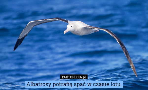 Albatrosy potrafią spać w czasie lotu. 