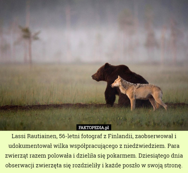 Lassi Rautiainen, 56-letni fotograf z Finlandii, zaobserwował i udokumentował wilka współpracującego z niedźwiedziem. Para zwierząt razem polowała i dzieliła się pokarmem. Dziesiątego dnia obserwacji zwierzęta się rozdzieliły i każde poszło w swoją stronę. 
