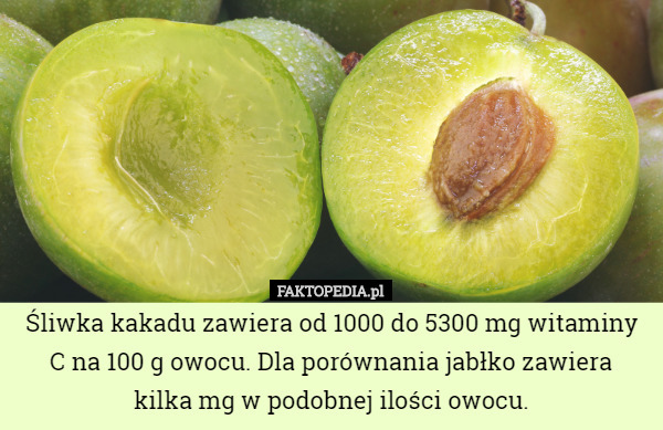 Śliwka kakadu zawiera od 1000 do 5300 mg witaminy C na 100 g owocu. Dla porównania jabłko zawiera
 kilka mg w podobnej ilości owocu. 