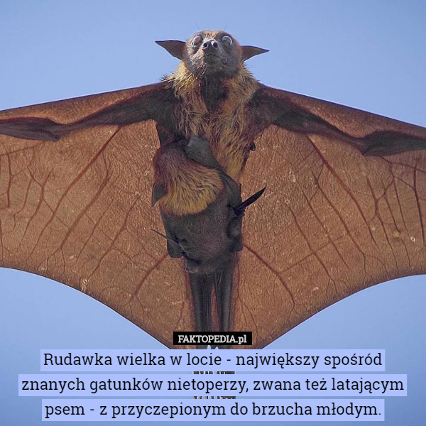 Rudawka wielka w locie - największy spośród znanych gatunków nietoperzy, zwana też latającym psem - z przyczepionym do brzucha młodym. 