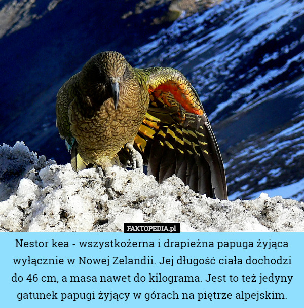 Nestor kea - wszystkożerna i drapieżna papuga żyjąca wyłącznie w Nowej Zelandii. Jej długość ciała dochodzi do 46 cm, a masa nawet do kilograma. Jest to też jedyny gatunek papugi żyjący w górach na piętrze alpejskim. 