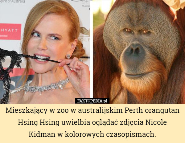 Mieszkający w zoo w australijskim Perth orangutan Hsing Hsing uwielbia oglądać zdjęcia Nicole Kidman w kolorowych czasopismach. 