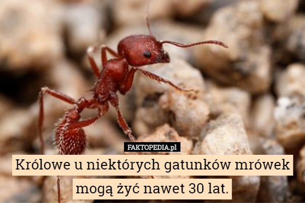 Królowe u niektórych gatunków mrówek mogą żyć nawet 30 lat. 