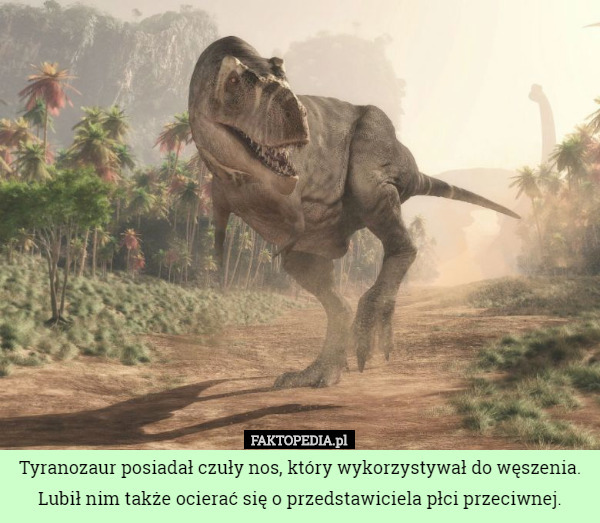 Tyranozaur posiadał czuły nos, który wykorzystywał do węszenia. Lubił nim także ocierać się o przedstawiciela płci przeciwnej. 