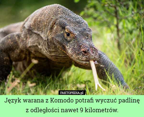 Język warana z Komodo potrafi wyczuć padlinę z odległości nawet 9 kilometrów. 