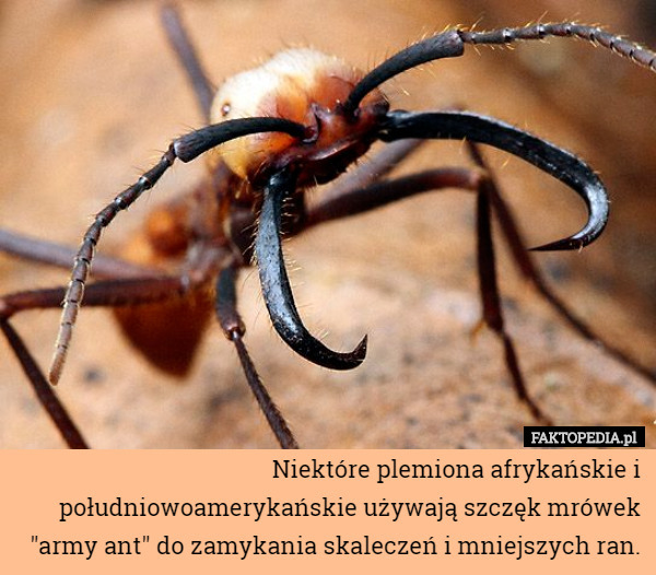 Niektóre plemiona afrykańskie i południowoamerykańskie używają szczęk mrówek "army ant" do zamykania skaleczeń i mniejszych ran. 