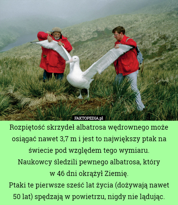 Rozpiętość skrzydeł albatrosa wędrownego może osiągać nawet 3,7 m i jest to największy ptak na świecie pod względem tego wymiaru.
 Naukowcy śledzili pewnego albatrosa, który
 w 46 dni okrążył Ziemię.
 Ptaki te pierwsze sześć lat życia (dożywają nawet 50 lat) spędzają w powietrzu, nigdy nie lądując. 
