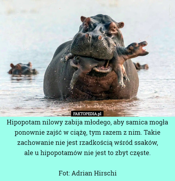 Hipopotam nilowy zabija młodego, aby samica mogła ponownie zajść w ciążę, tym razem z nim. Takie zachowanie nie jest rzadkością wśród ssaków,
 ale u hipopotamów nie jest to zbyt częste.

Fot: Adrian Hirschi 