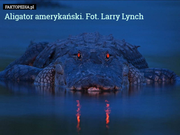 Aligator amerykański. Fot. Larry Lynch 