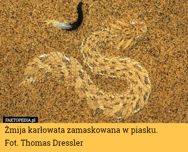 Żmija karłowata zamaskowana w piasku.
 Fot. Thomas Dressler 