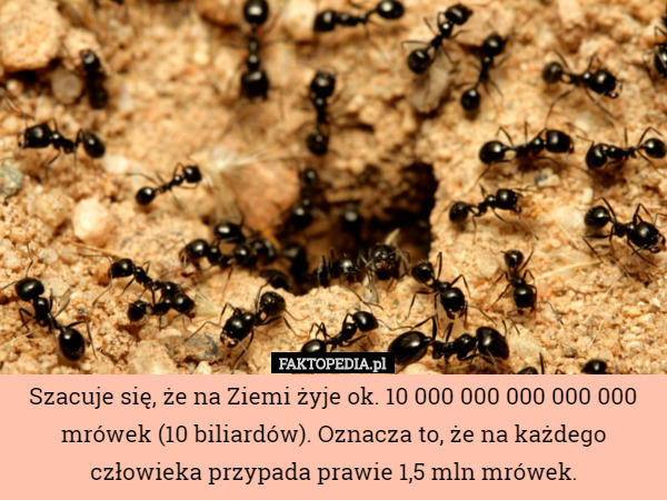 Szacuje się, że na Ziemi żyje ok. 10 000 000 000 000 000 mrówek (10 biliardów). Oznacza to, że na każdego człowieka przypada prawie 1,5 mln mrówek. 