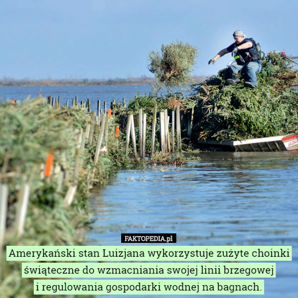 Amerykański stan Luizjana wykorzystuje zużyte choinki świąteczne do wzmacniania swojej linii brzegowej
i regulowania gospodarki wodnej na bagnach. 