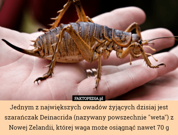 Jednym z największych owadów żyjących dzisiaj jest szarańczak Deinacrida (nazywany powszechnie "weta") z Nowej Zelandii, której waga może osiągnąć nawet 70 g 